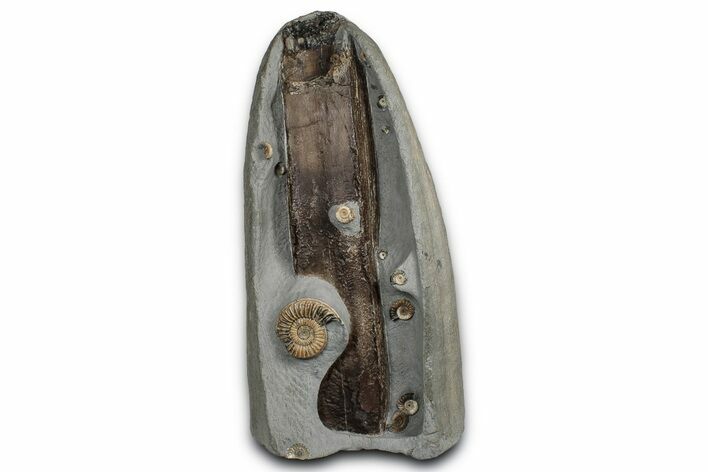 Fossil Ammonites with Petrified Wood - Dorset, England #350697